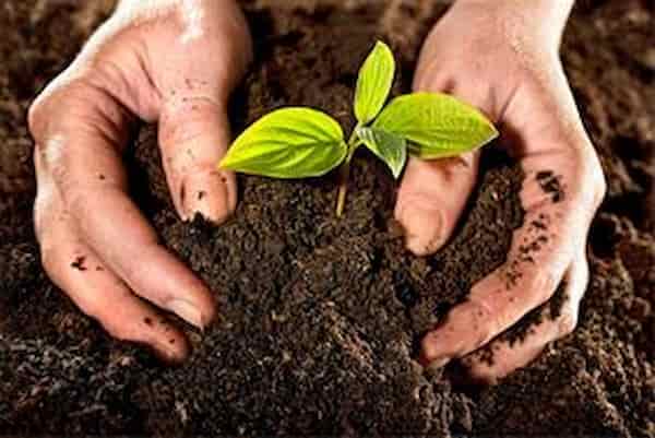 تصویر 5 از خرید و قیمت کود آلی غنی شده ارگانیک + فروش عمده